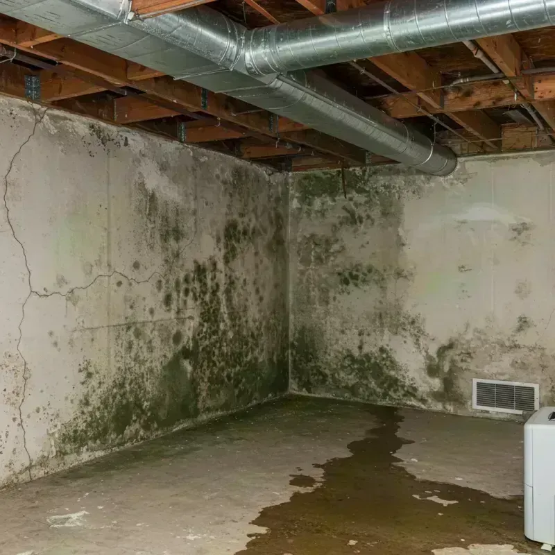 Professional Mold Removal in Cole Camp, MO